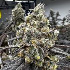 Velvet Kosher Feminized Cannabis Seeds by Old School Genetics