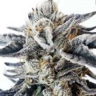 Watermelon Blast Feminized Cannabis Seeds by Tiki Madman x Mosca Seeds