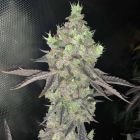 Watzapp Regular Weed Seeds by Spitfire Genetics