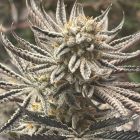 Zapplez Female Weed Seeds by Conscious Genetics 