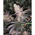 Tutti Candy Female Weed Seeds by Zmoothiez 