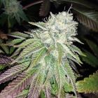 Zour Lemon Regular Cannabis Seeds by Karma Genetics