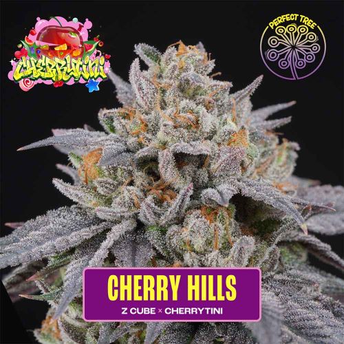 Cherry Hills Feminized Seeds by Perfect Tree 