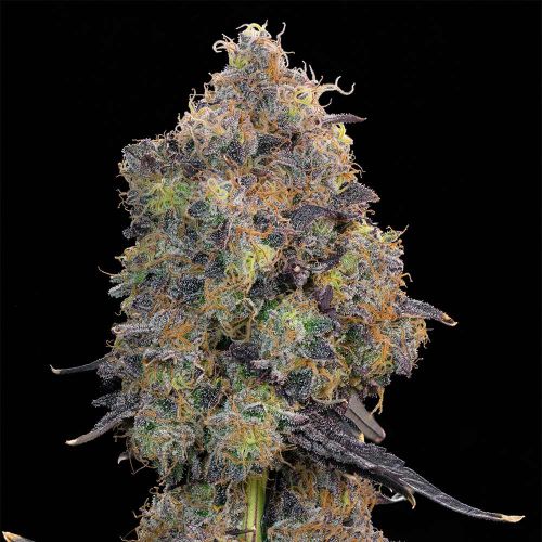 Blueberry Zkunk Feminized Cannabis Seeds Grounded Genetics 