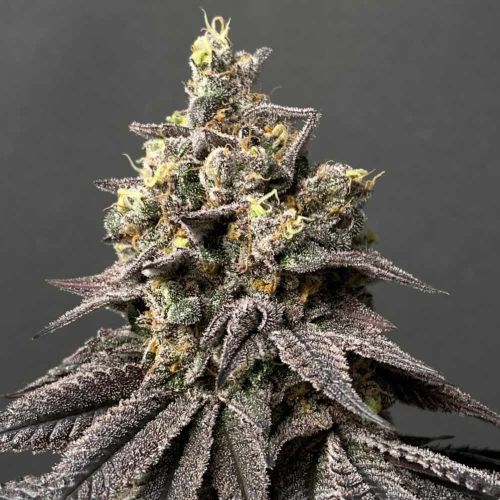 Peach Clouds Female Weed Seeds by Perfect Tree