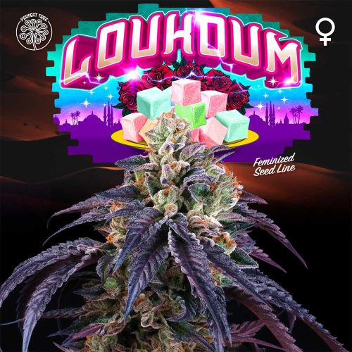 Loukoum Female Weed Seeds By Perfect Tree