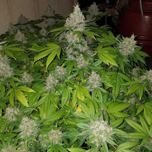 Raspberry Boogie S2 Feminized Cannabis Seeds by Mosca Seeds
