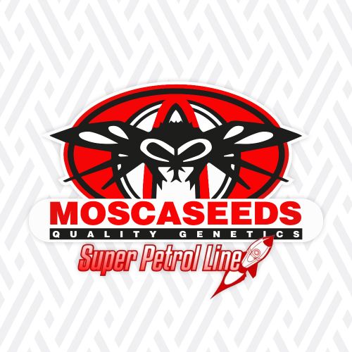 Midnight Special Regular Cannabis Seeds by Mosca Seeds