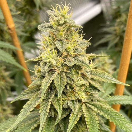 OS Glue Regular Cannabis Seeds by Old School Genetics