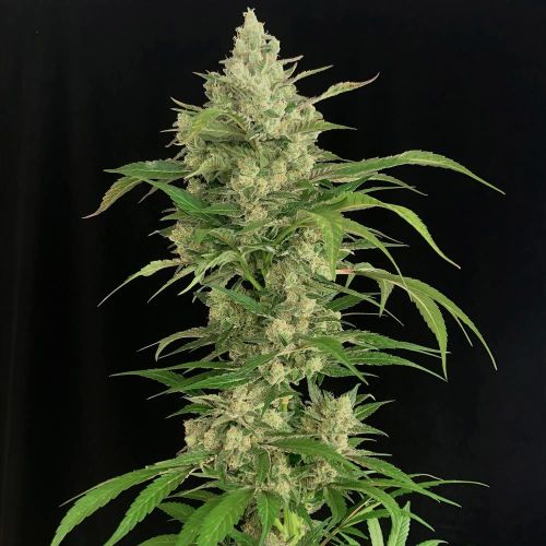 Seriosa Female Weed Seeds by Serious Seeds 
