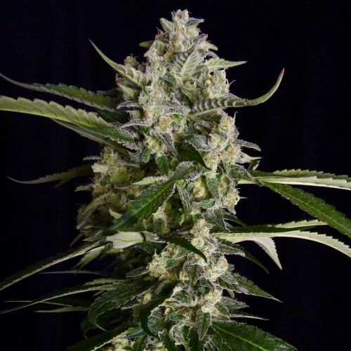 Seriosa Female Weed Seeds by Serious Seeds 