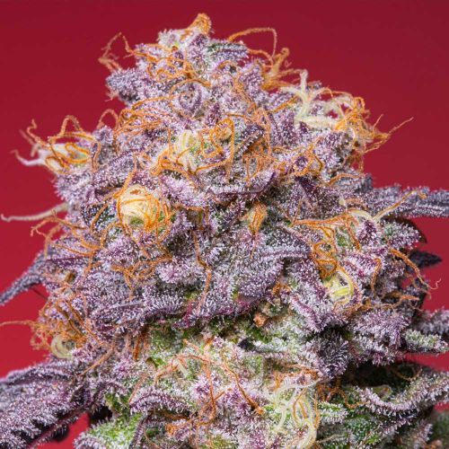 Zerberry Feminized Cannabis Seeds by Grounded Genetics