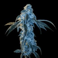 Key Klub 33 Feminized Cannabis Seed Arcana Collective 