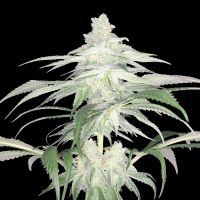 Lemon Tree S1 Feminized Cannabis Seeds Arcana Collective 
