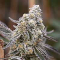 Queen Bee Feminized Cannabis Seeds Zip Lock Seeds 