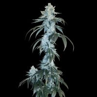 Rudy Regular Cannabis Seeds Arcana Collective 