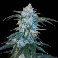 Sour Cherry Kush Feminized Cannabis Seed Arcana Collective 