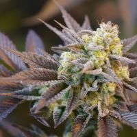Voodoo Child Feminized Cannabis Seeds Zip Lock Seeds 