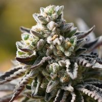 Znow Leopard Feminized Cannabis Seeds Zip Lock Seeds 