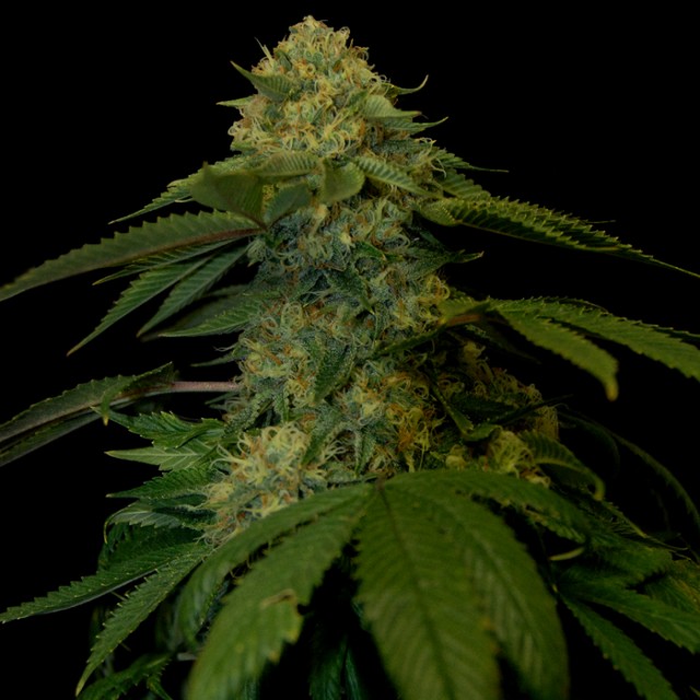 Holy Grail Kush Female Cannabis Seeds by DNA Genetics Wholesale