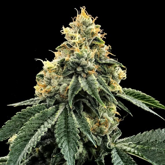 Kosher Dawg Female Cannabis Seeds by DNA Genetics Wholesale