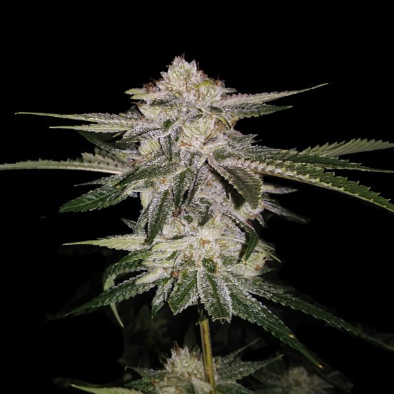 Miss DNA Female Cannabis Seeds by DNA Genetics Wholesale