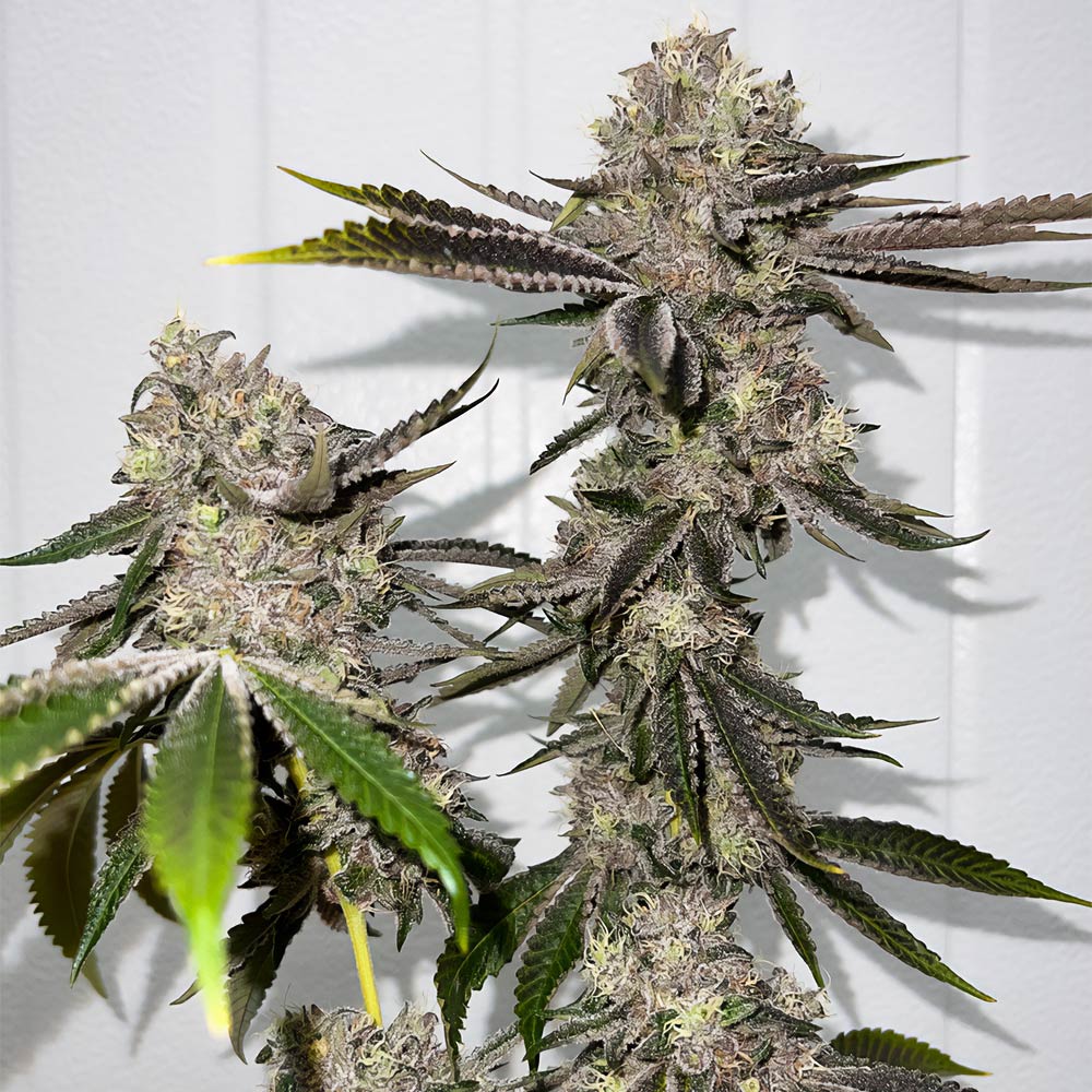 Sour OG Regular Cannabis Seeds by Fidel's Seed Co Wholesale