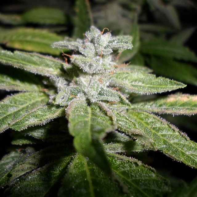 Fromage Blue Female Cannabis Seeds
