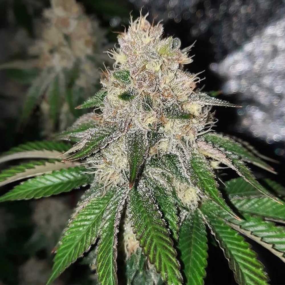 Frozen Rose Female Weed Seeds by Conscious Genetics