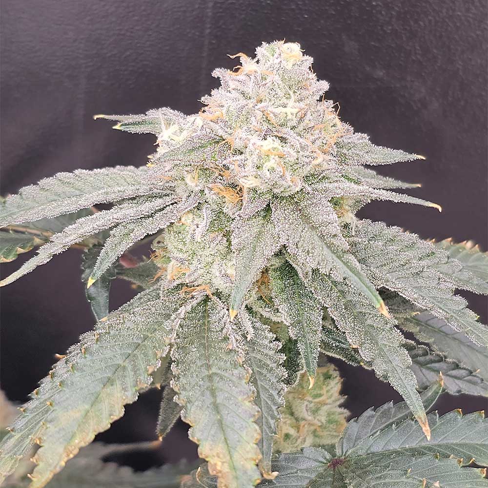 Gen Zi Cannabis Seeds