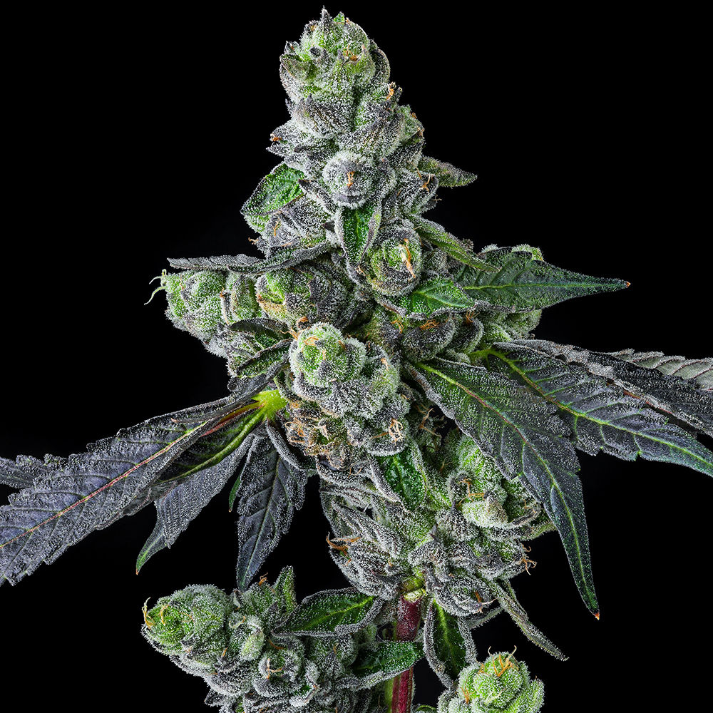 Goofiez2 Feminized Cannabis Seeds by Compound Genetics