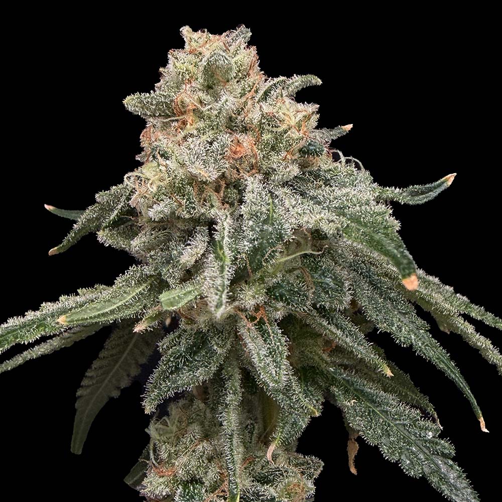 Grape Goblin Cannabis Seeds