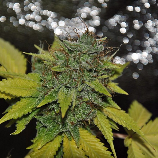 Grapefruit Diesel Female Cannabis Seeds
