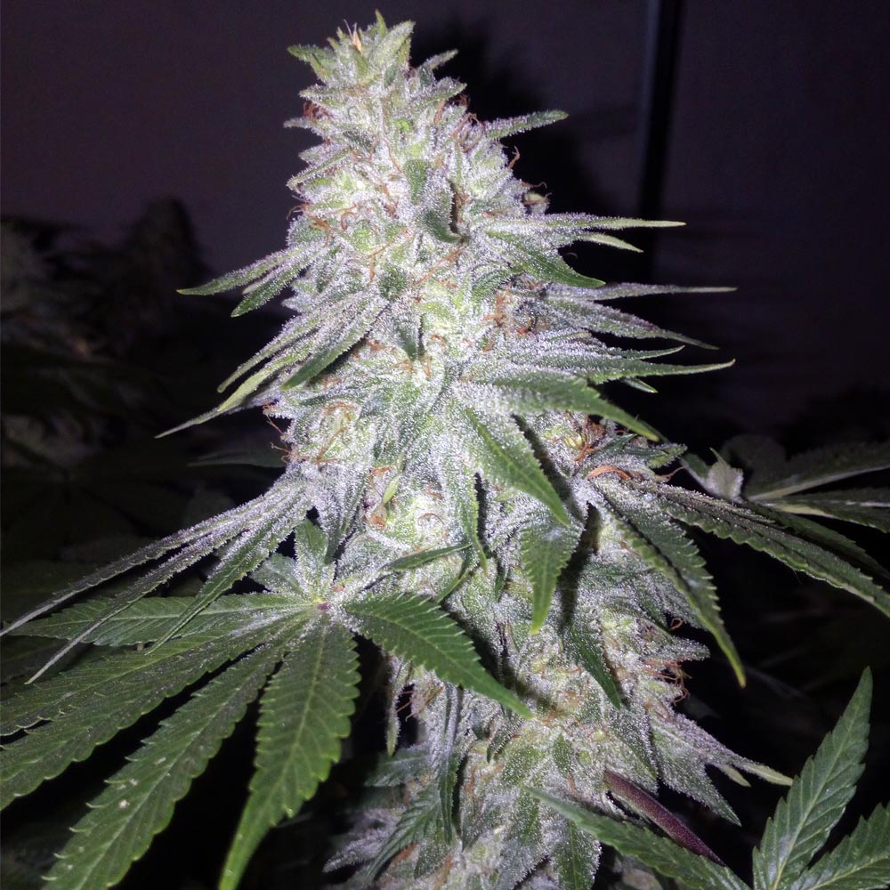 Blessed by Banana Female Weed Seeds by Grateful Seeds Wholesale