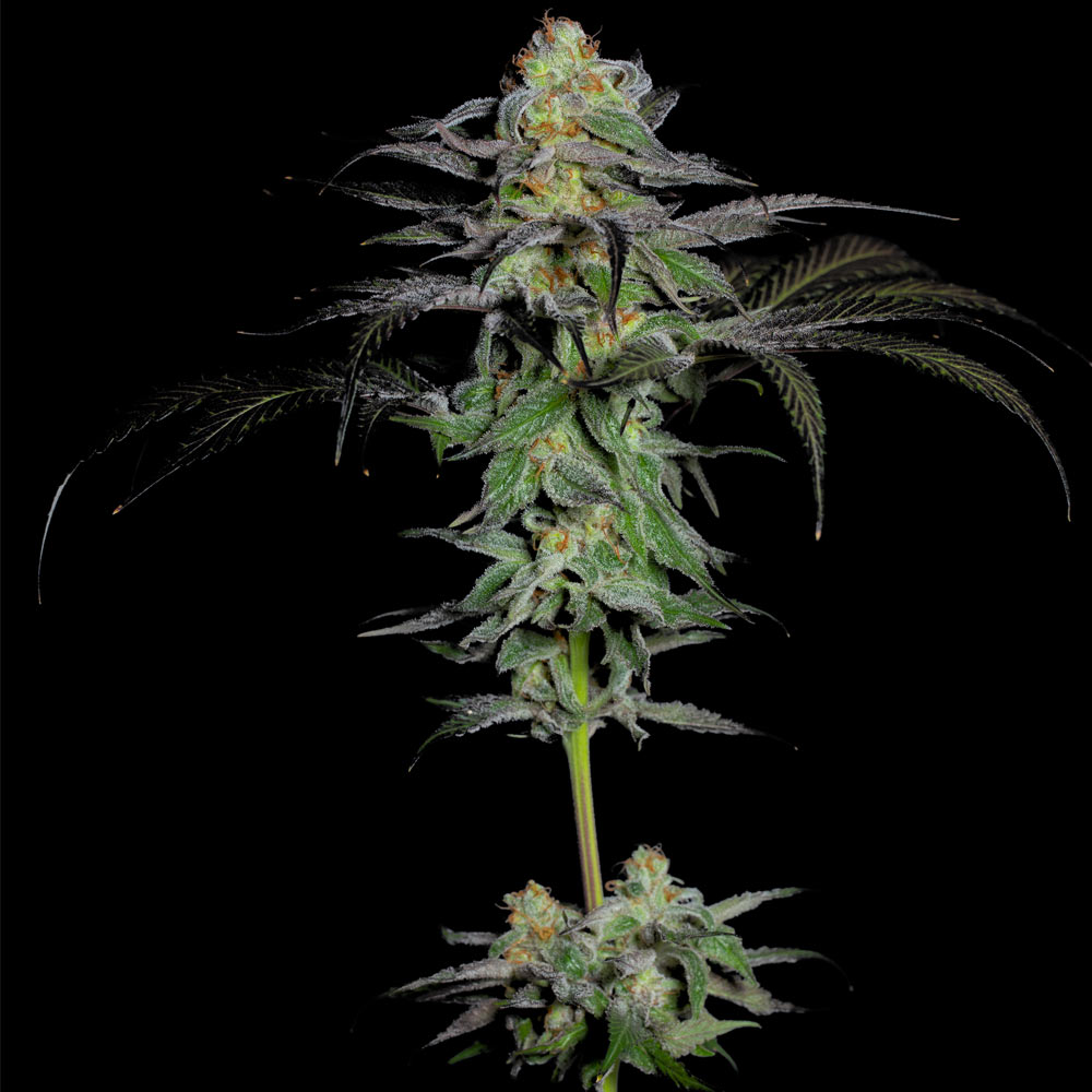 Calypso Fruit Female Weed Seeds by Grateful Seeds Wholesale