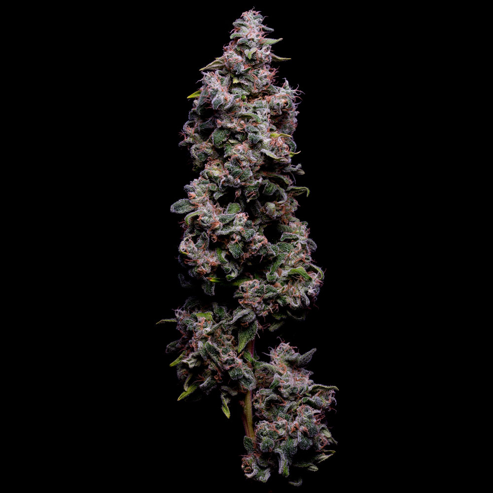 Hazy Kush S1 Feminized Cannabis Seeds Green Bodhi Wholesale
