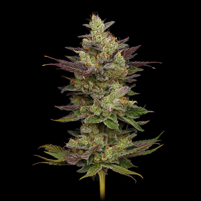 Chem D-Light Green Bodhi Regular Cannabis Seeds Wholesale