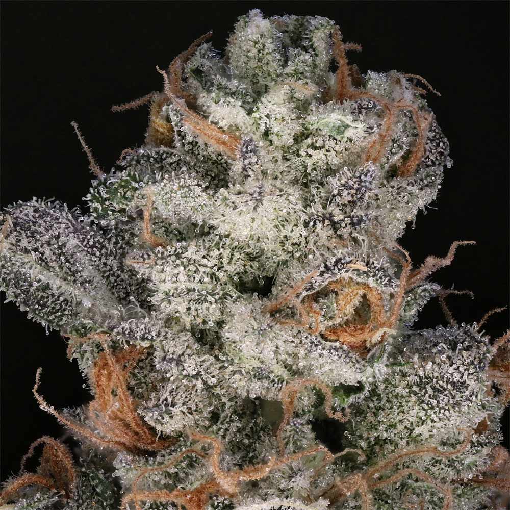 The Glow Female Weed Seeds by Grounded Genetics Wholesale