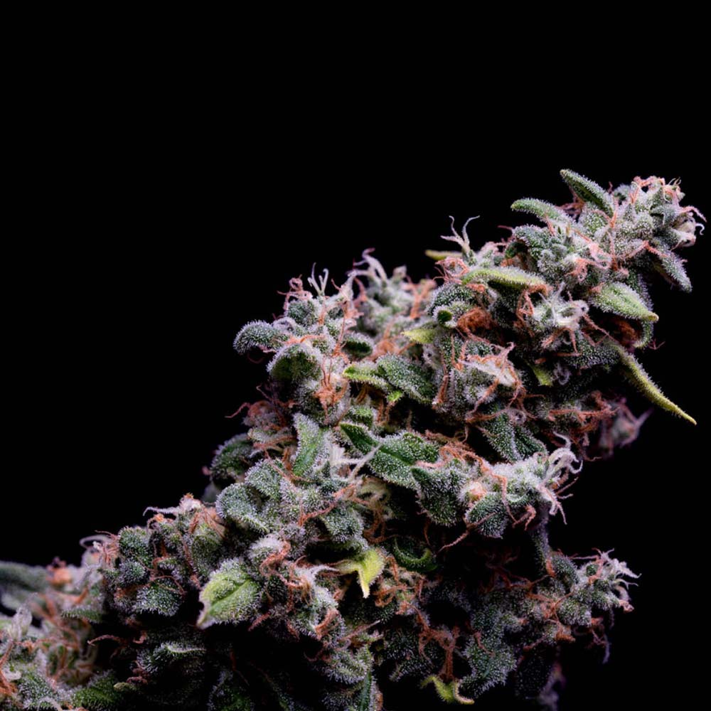 Hazy Kush S1 Feminized Cannabis Seeds Green Bodhi Wholesale