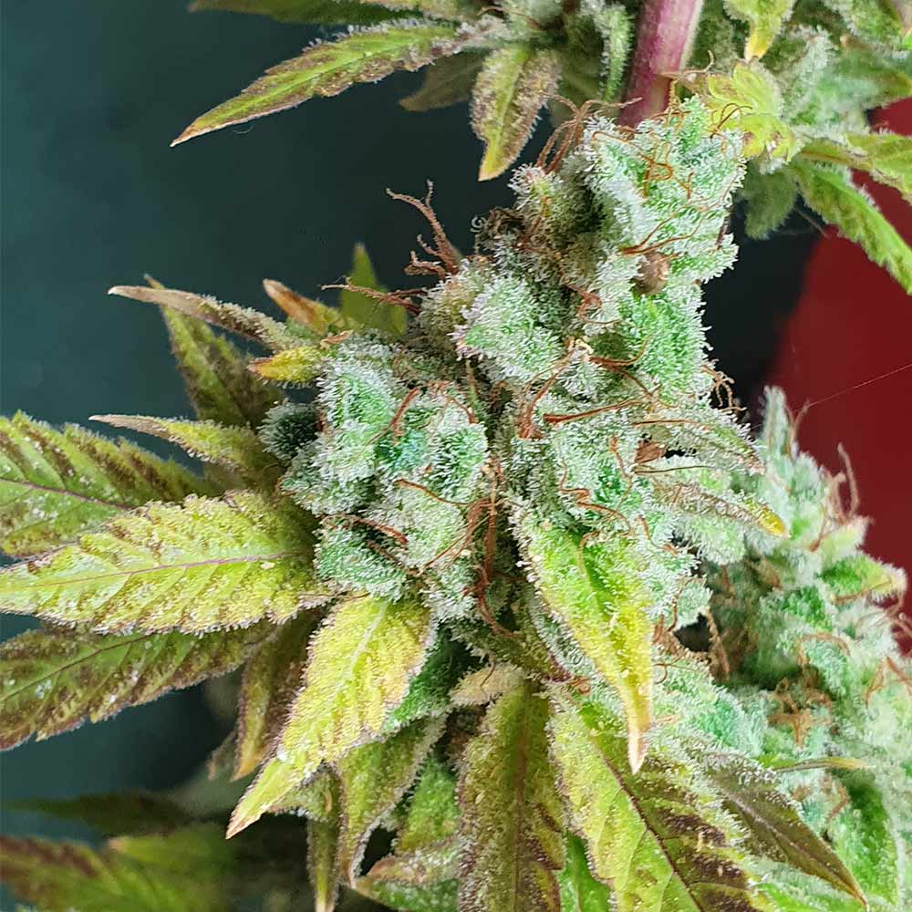 Yoda Junky Feminized Cannabis Seeds