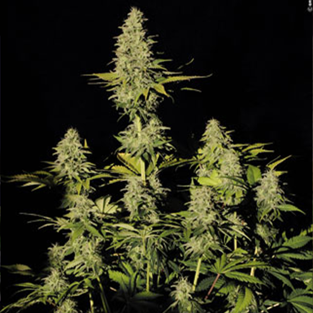 Jacky White Female Cannabis Seeds