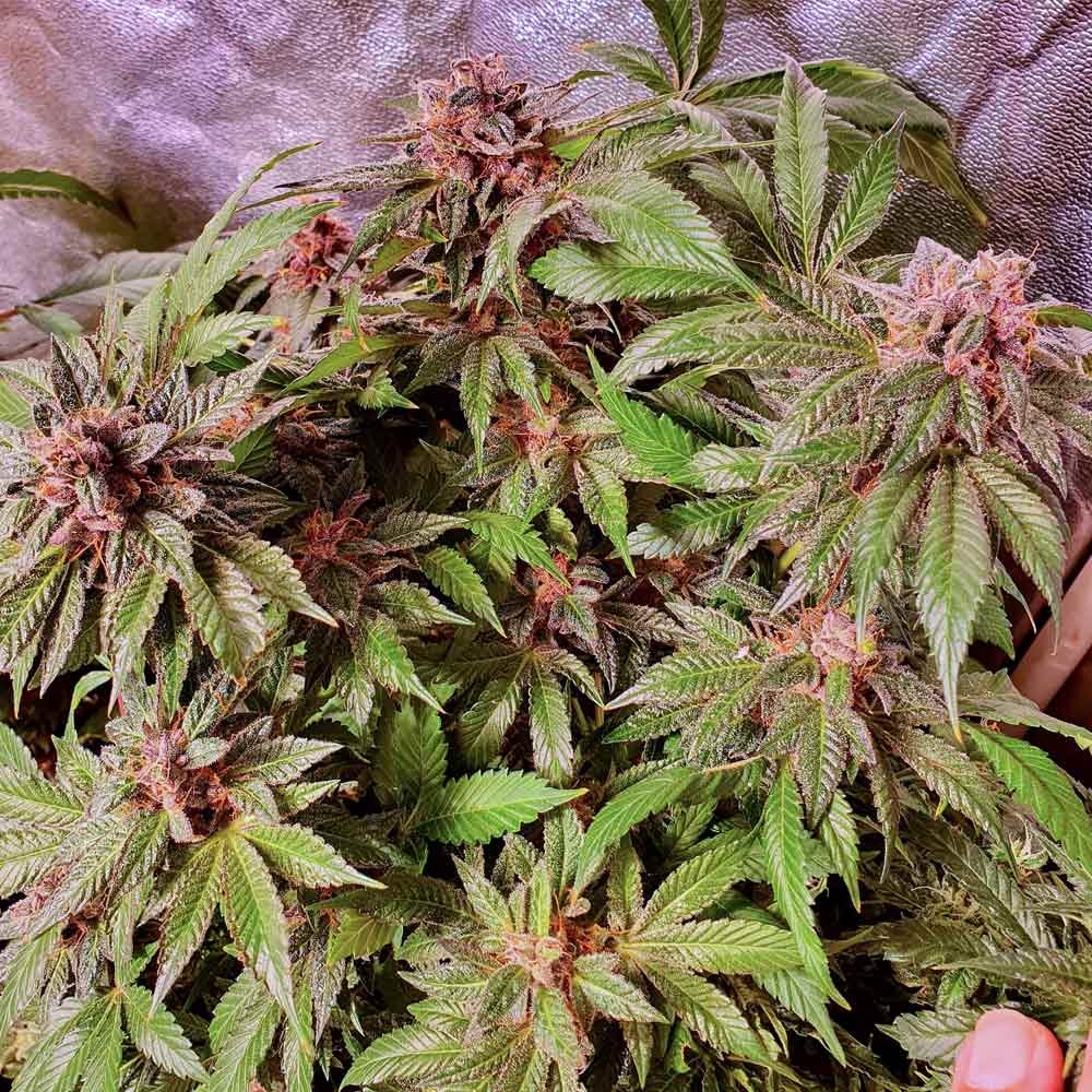 Jelly Donuts Feminised Cannabis Seeds