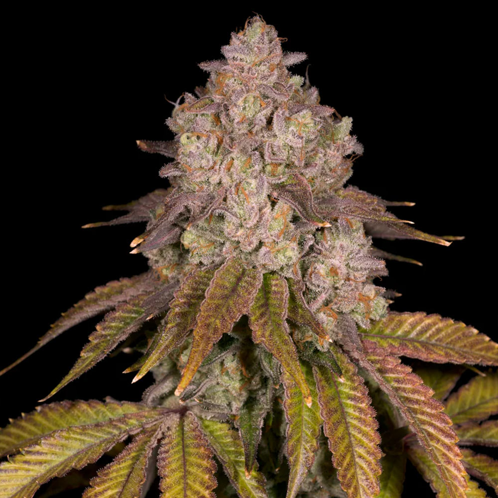 Killz Regular Cannabis Seeds Archive Seed Bank