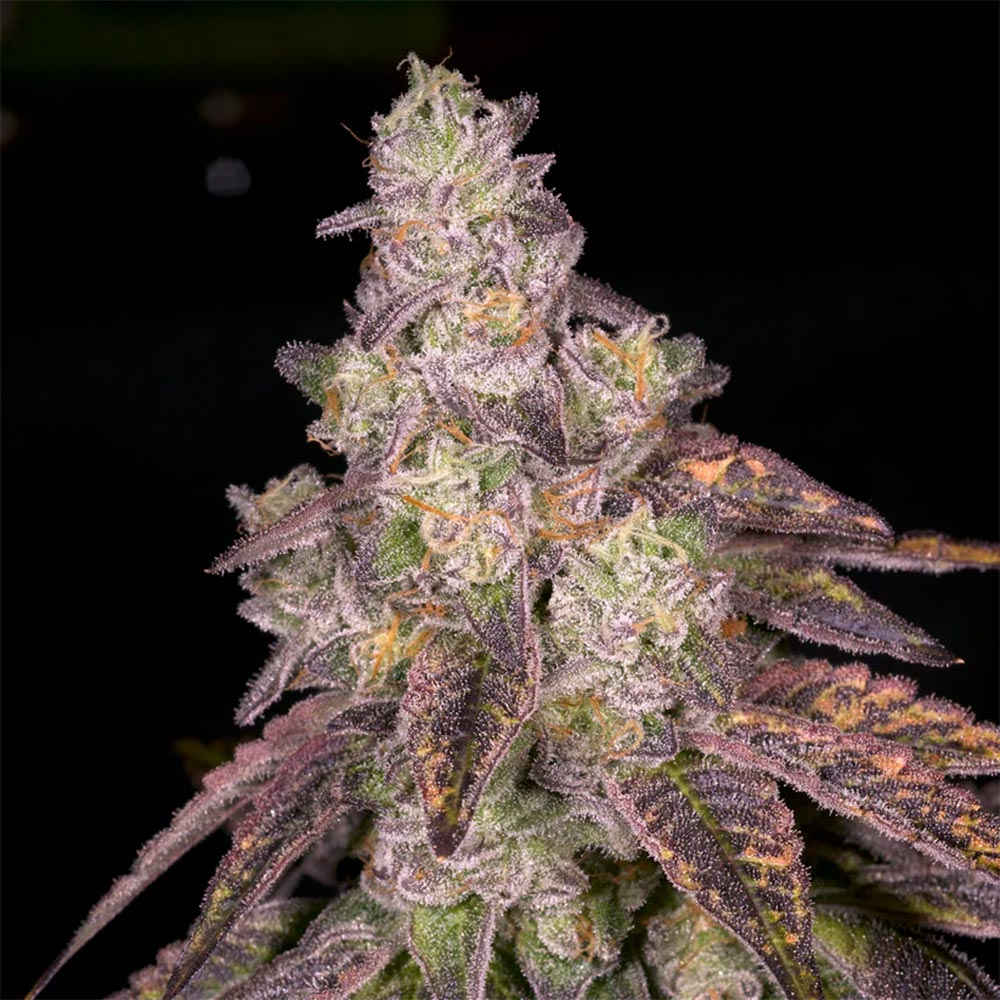 Knockout Regular Cannabis Seeds Archive Seed Bank