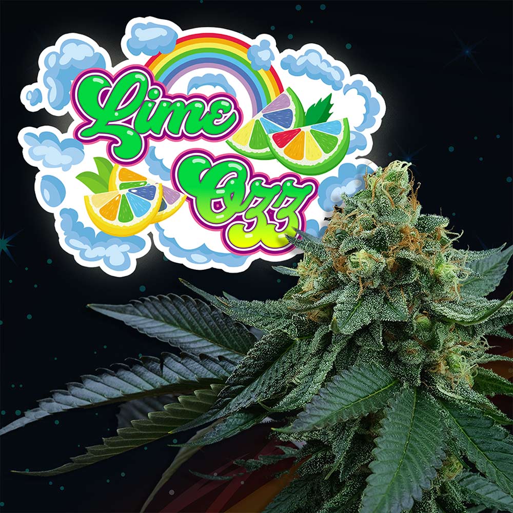 Lime OZZ Feminized Cannabis Seeds