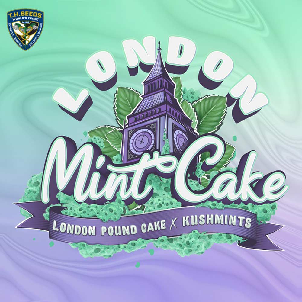 London Mint Cake Female Weed Seeds