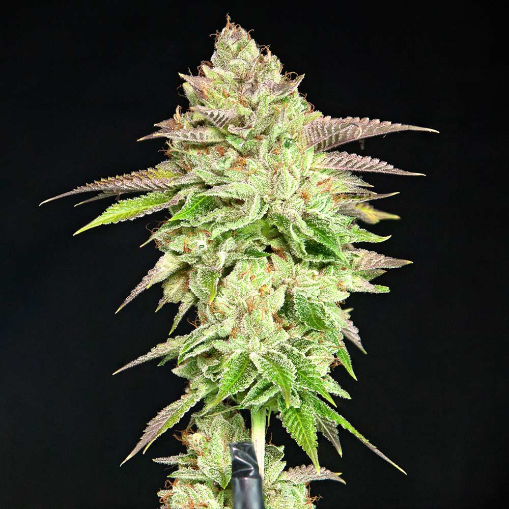 Melon Madness Female Weed Seeds by Grateful Seeds Wholesale