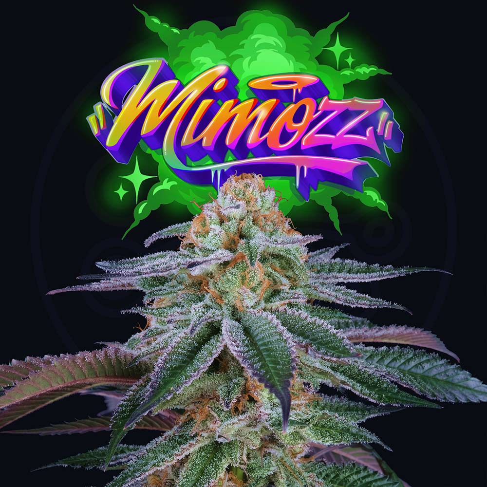 Mimozz Feminized Cannabis Seeds