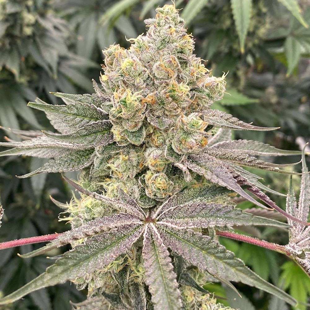 Mop Chopper Feminized Cannabis Seeds by Karma Genetics Wholesale