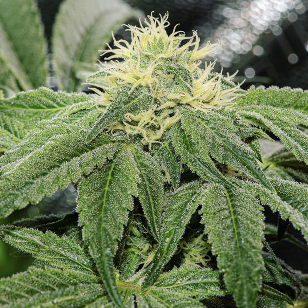 OG Tini Regular Cannabis Seeds by Karma Genetics Wholesale